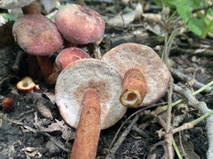 Gyroporus purpurinus