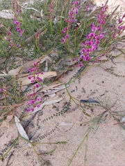 Swainsona microphylla