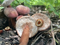 Gyroporus purpurinus