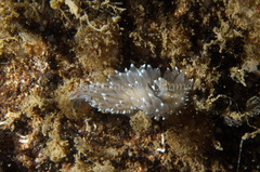 Antiopella cristata