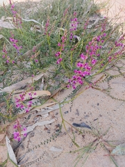 Swainsona microphylla