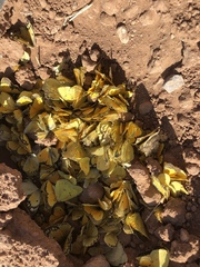 Colias eurytheme