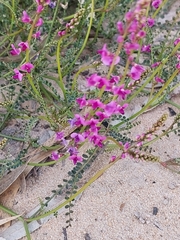 Swainsona microphylla