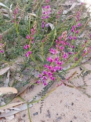 Swainsona microphylla