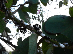 Membracis foliatafasciata