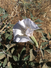 Datura wrightii