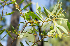 Acacia complanata