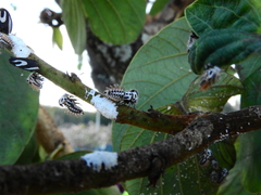 Membracis foliatafasciata