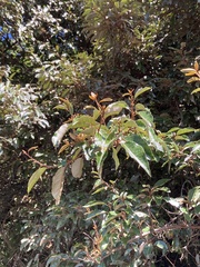 Elaeagnus thunbergii
