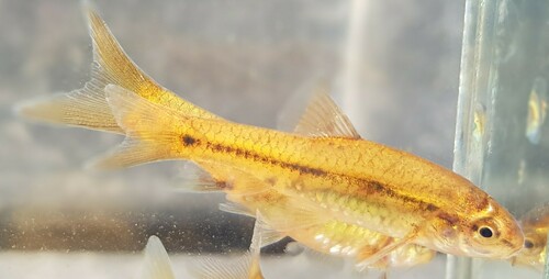 Shortfin barb (Enteromius brevipinnis) — Cyprinidae — 5