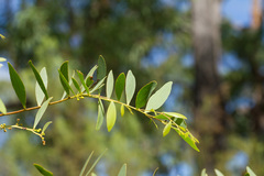Acacia complanata