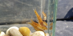 Enteromius brevipinnis