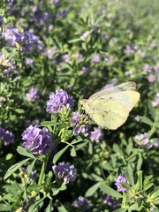 Colias eurytheme