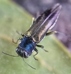 Agrilus insularis