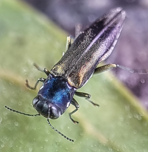 Agrilus insularis