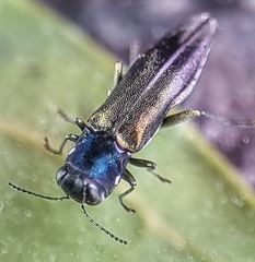 Agrilus insularis