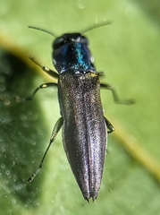 Agrilus insularis