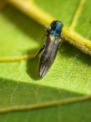 Agrilus insularis