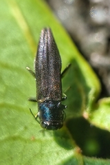 Agrilus insularis