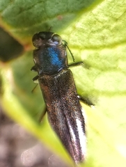 Agrilus insularis