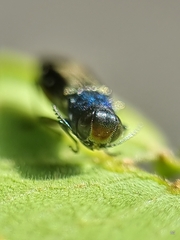 Agrilus insularis