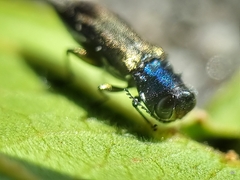 Agrilus insularis