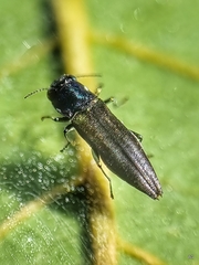 Agrilus insularis