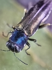 Agrilus insularis