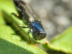 Agrilus insularis
