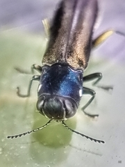 Agrilus insularis