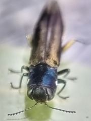 Agrilus insularis