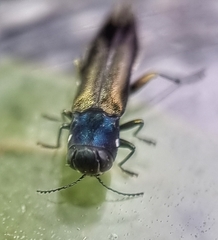 Agrilus insularis