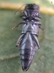 Agrilus insularis