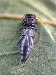 Agrilus insularis