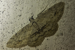 Didymoctenia exsuperata