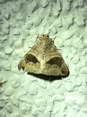 Bastilla joviana