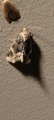 Homophoberia apicosa