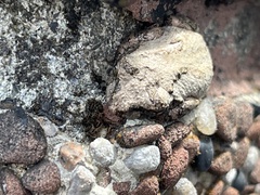 Kurixalus idiootocus