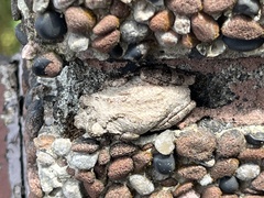 Kurixalus idiootocus