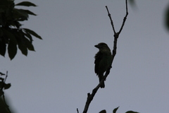 Psilopogon faiostrictus