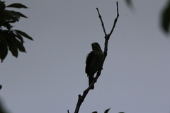 Psilopogon faiostrictus