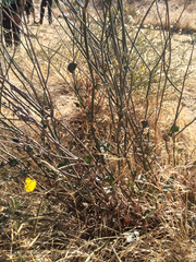 Eriogonum nudum psychicola