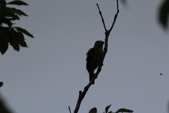 Psilopogon faiostrictus