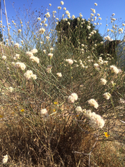 Eriogonum nudum psychicola