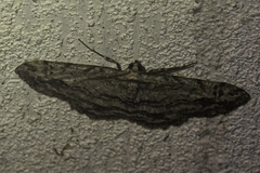 Didymoctenia exsuperata