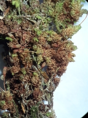 Macromitrium ligulare