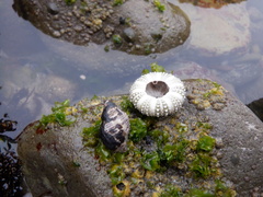 Strongylocentrotus purpuratus