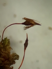 Macromitrium ligulare