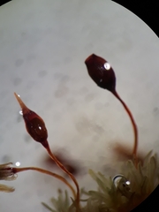 Macromitrium ligulare