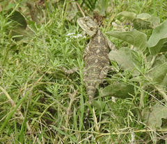 Acanthocercus atricollis